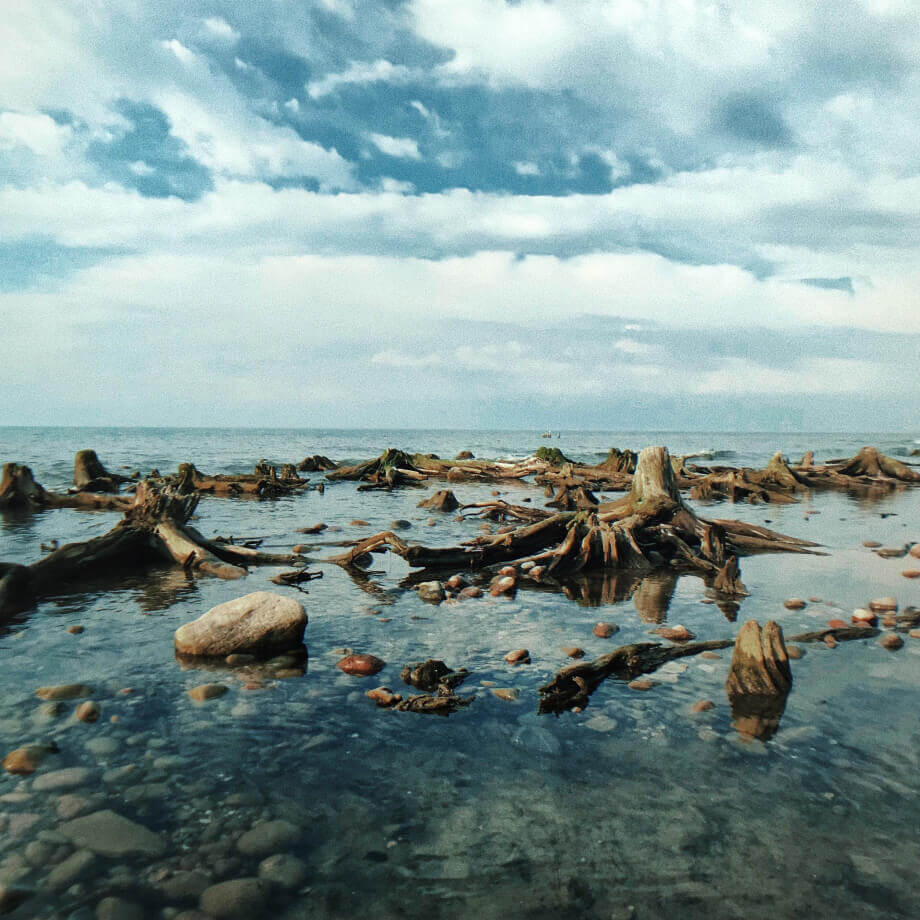 Пни деревьев торчащие из воды.